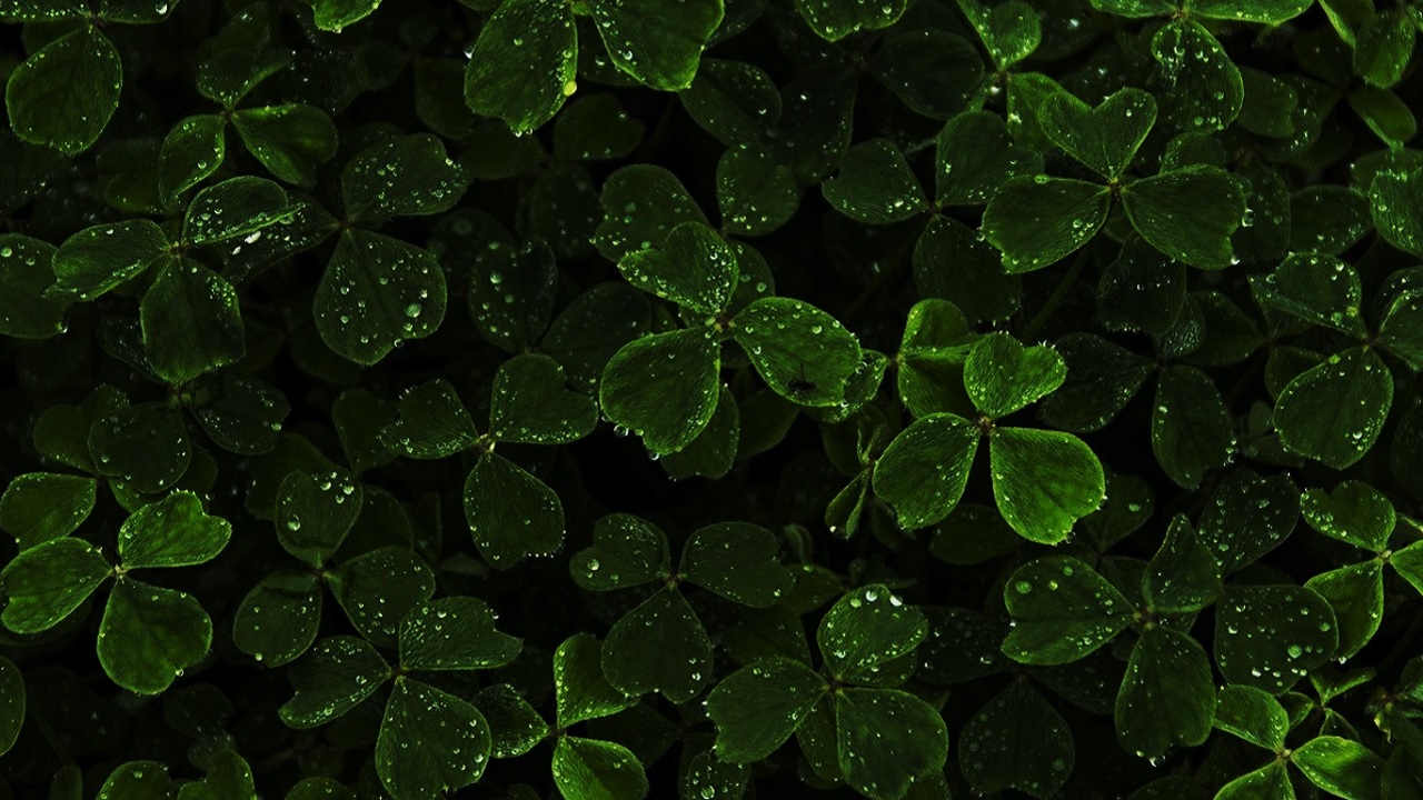 St Patricks Day Holiday Trivia or Quiz Session Background Image