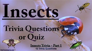 Insect Interactive Trivia Questions or Quiz Thumbnail Image
