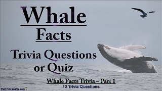 Whale Facts Interactive Trivia Questions or Quiz Thumbnail Image