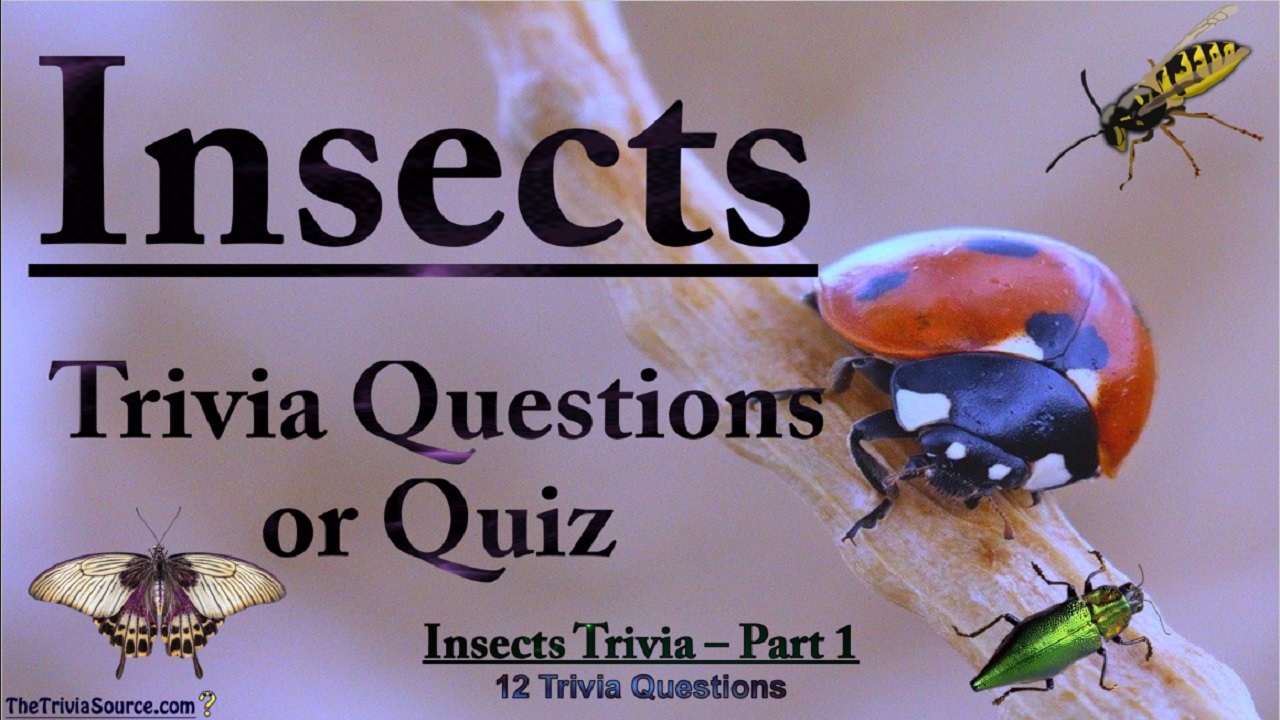 Insects Interactive Trivia Questions or Quiz Thumbnail
