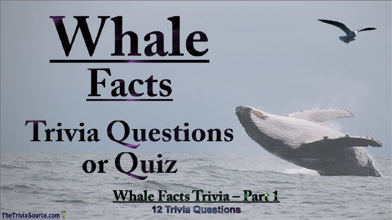 Whale Facts Interactive Trivia Questions or Quiz Thumbnail